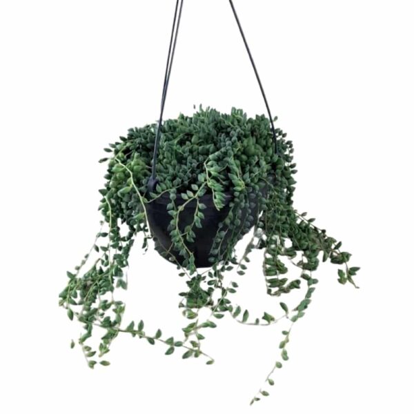 Senecio herreianus - String of Beads - Borsóka