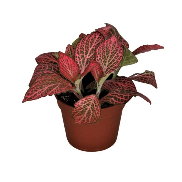 Fittonia Diamond - Hálóslevél - Nerve Plant