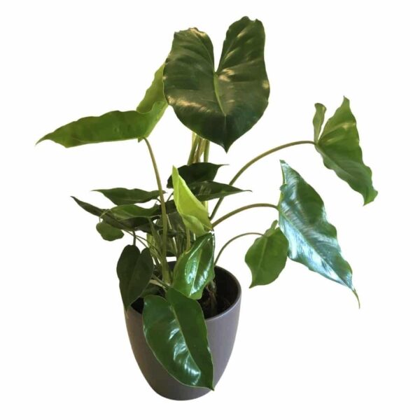 Philodendron Burle Marx - Philodendron burle-marxii