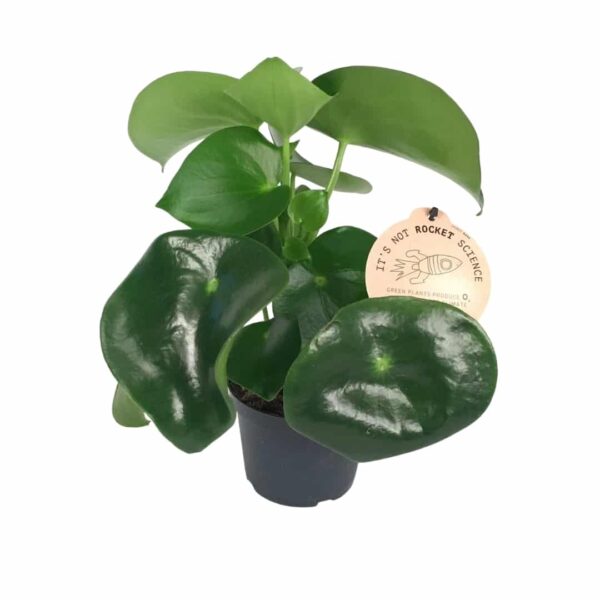 Peperomia polybotrya 'Raindrop' - Törpebors - Image 2