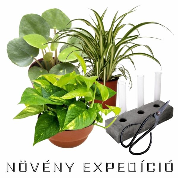 Növény expedíció - növény csomag - Image 2
