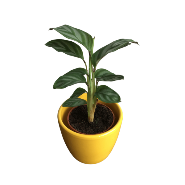Ctenanthe setosa ‘Compactstar’ mini – Never Never Plant