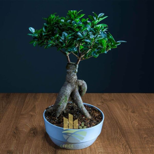 Ficus Ginseng - Indian Laurel - Image 4