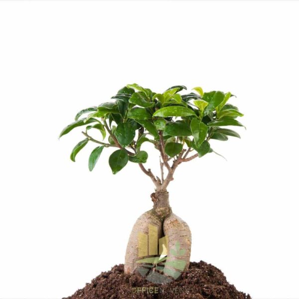 Ficus Ginseng - Indian Laurel - Image 3