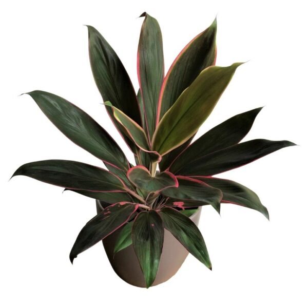 Cordyline fruticosa Rumba - Hawaiian Ti Plant