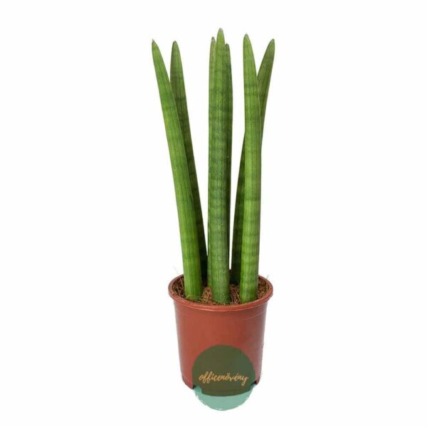 Sansevieria cylindrica - Hengeres anyósnyelv - Snake plant