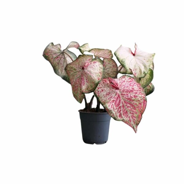 Caladium (Caladium 'Gingerland')