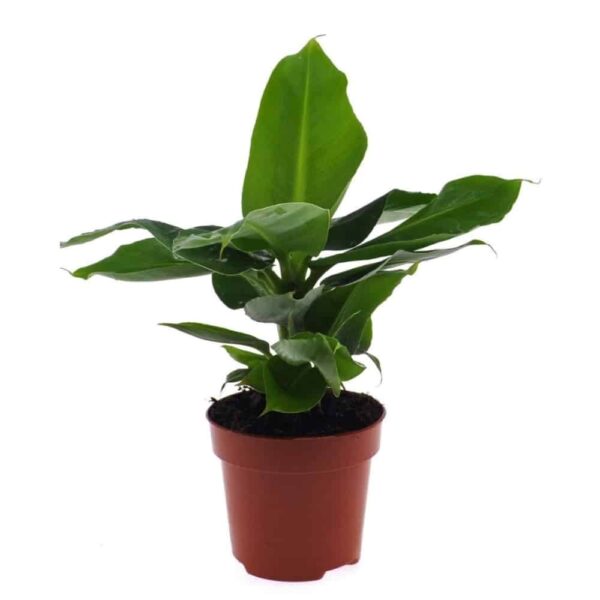 Szobai díszbanán - Musa Dwarf Cavendish - Banana Plant