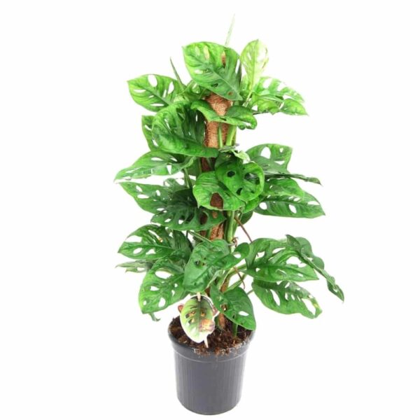 Monkey Leaf Monstera (mohakarós) - Swiss cheese plant (moss pole)