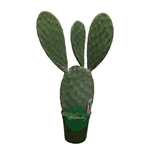 Fügekaktusz - Opuntia ficus indica