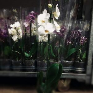 Phalaenopsis amabilis (lepkeorchidea)