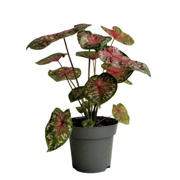 Caladium Red Flash SVT9 - Tarkalevél