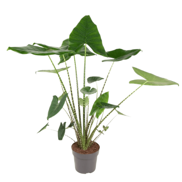 Alocasia Zebrina XL - Elephant Ear - Elefántfül