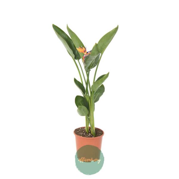 Strelitzia reginae XL-Pompás papagájvirág-Bird of Paradise
