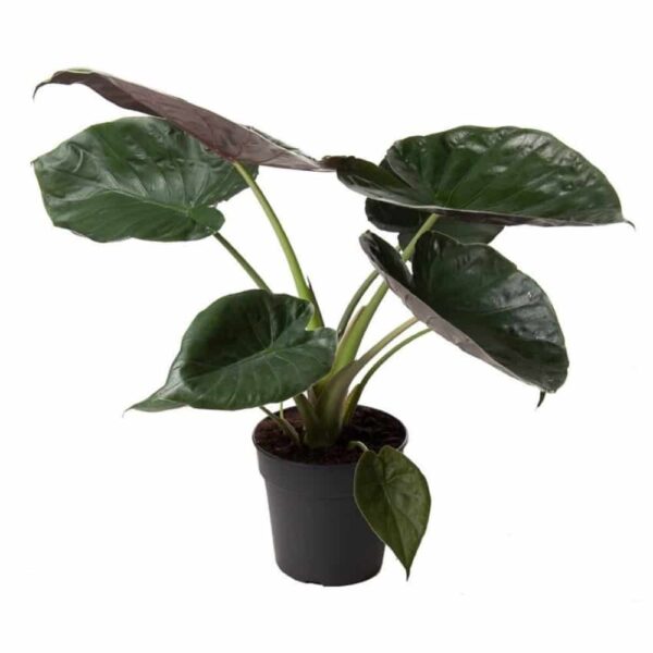Alocasia 'Wentii' - New Guinea Shield - Elefántfül