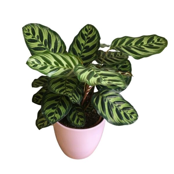 Calathea Makoyana (17-es cserépben) – Pávás zebralevél – Peacock Plant