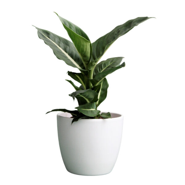 Dieffenbachia 'Green Magic' - Dumb Cane - Buzogányvirág