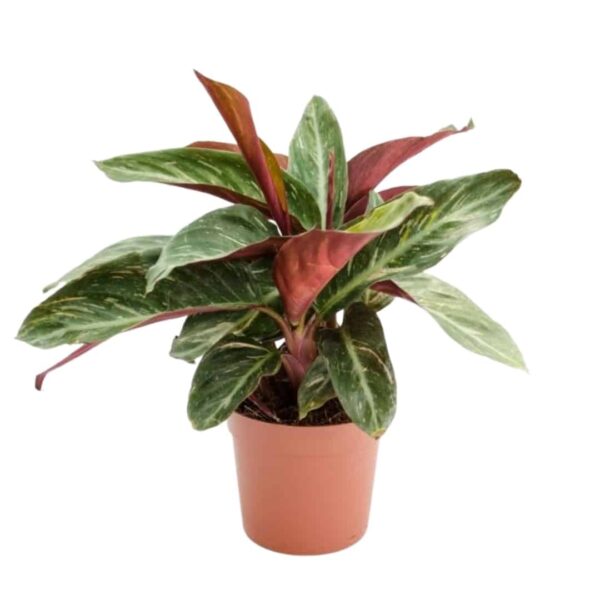 Stromanthe thalia 'Magic Star' - Calathea Magicstar