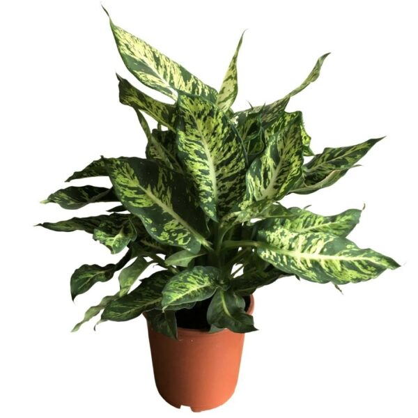 Dieffenbachia 'Sublime' - Dumb Cane 'Sublime'