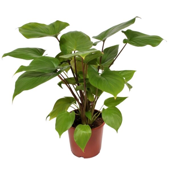 Homalomena rubescens 'Maggy' - Shield Plant - Queen of Hearts