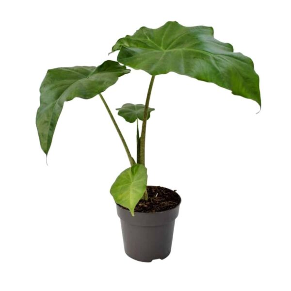 Alocasia Portodora midi - Upright Elephant Ear - Elefántfül