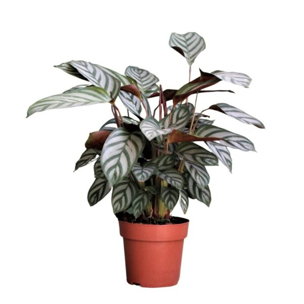 Ctenanthe setosa 'Compactstar' - Never Never Plant