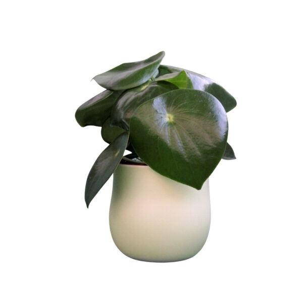 Peperomia polybotrya 'Raindrop' - Törpebors