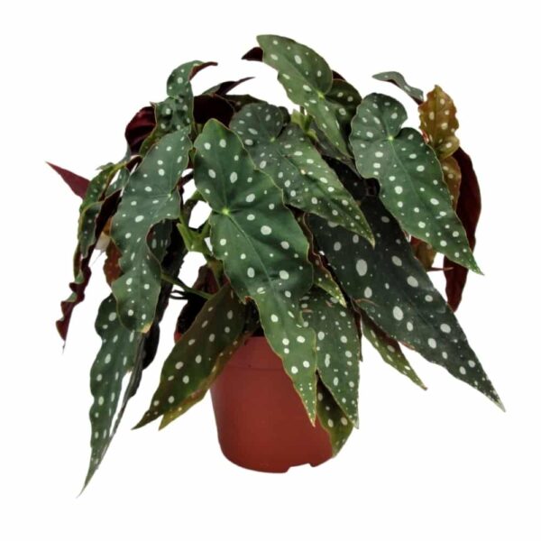 Begonia maculata - Pöttyös begónia - Polka dot plant - Image 2