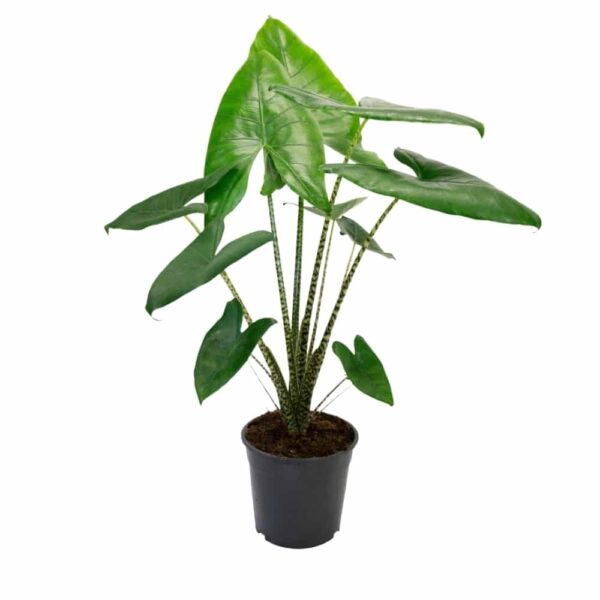 Alocasia Zebrina XL - Elephant Ear - Elefántfül - Image 2