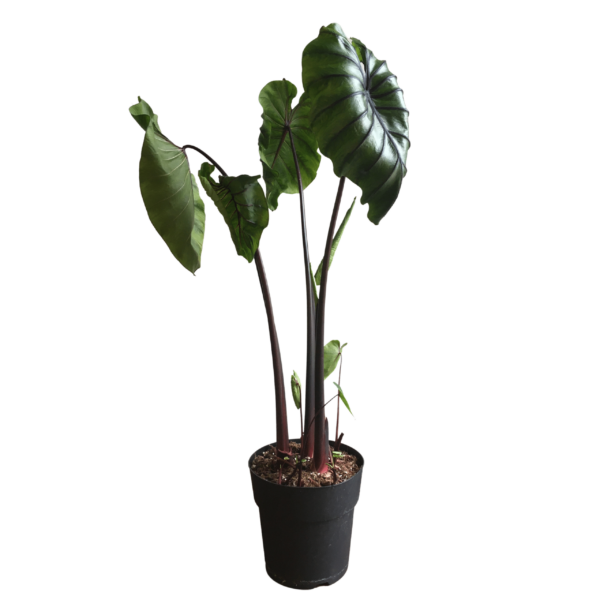 Colocasia Pharaoh’s Mask - Colocasia 2