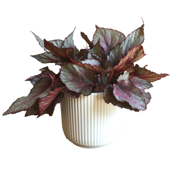 Begonia 'Maori Haze'