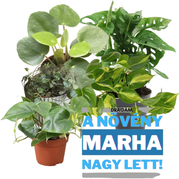 Drágám, a növény marha nagy lett - növény csomag - Image 2