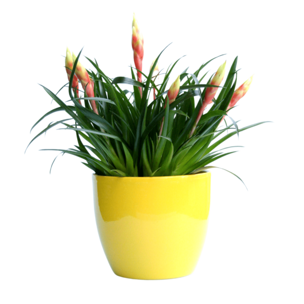 Vriesea 'Shannon' - Flaming Sword Plant