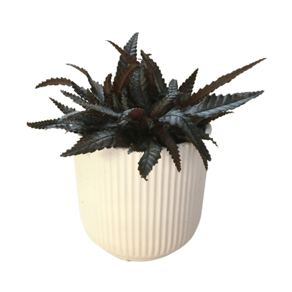 Pilea Hitchcockii - Pilea involucrata 'Dark Mystery'