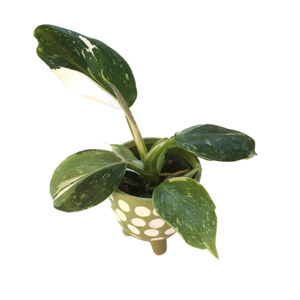Philodendron White Wizard mini
