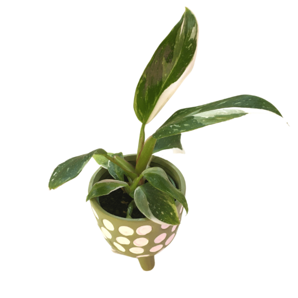 Philodendron White Princess mini