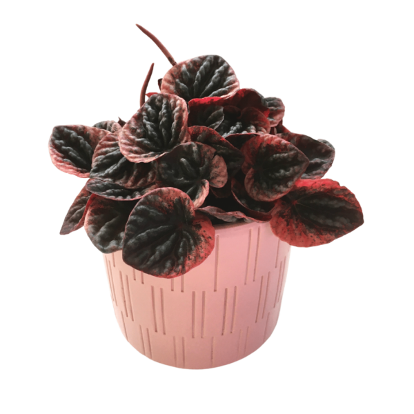 Peperomia Caperata 'Abricos'