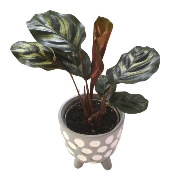 Calathea makoyana mini