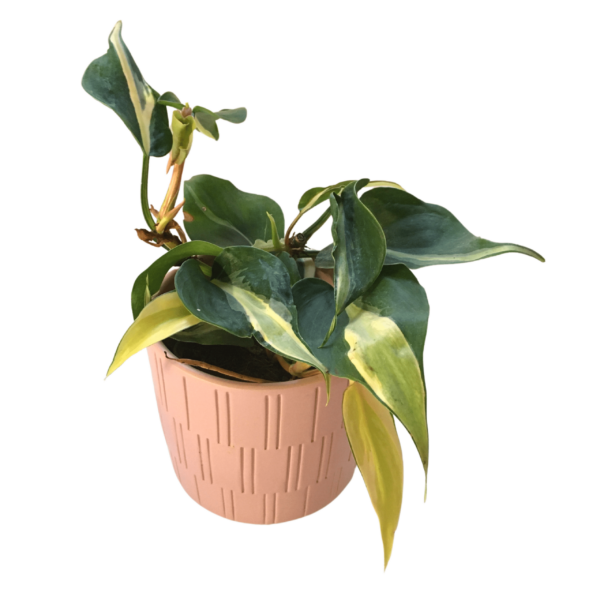Philodendron hederaceum ‘Cream splash’ 2.