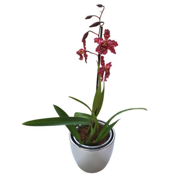 Cambria Orchidea 2.