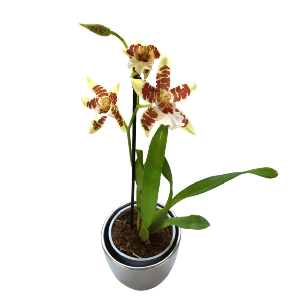 Cambria Orchidea (illatos) 3.