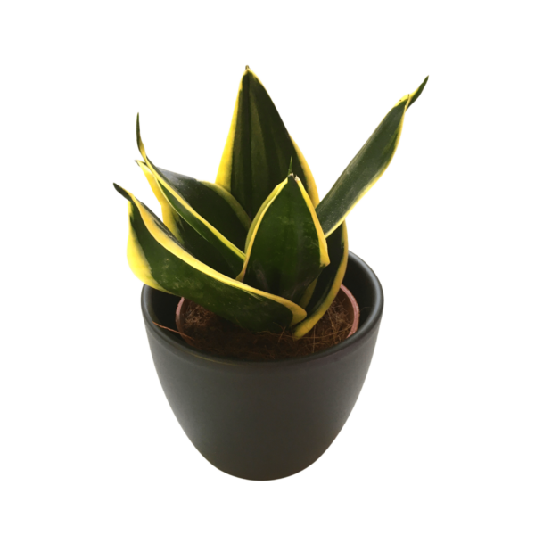 Sansevieria trif. Hahnii Jade Pagoda
