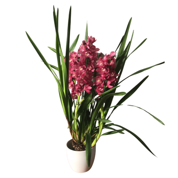 Cymbidium – Csónakorchidea – Cymbidium orchid-2