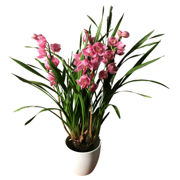 Cymbidium – Csónakorchidea – Cymbidium orchid-3