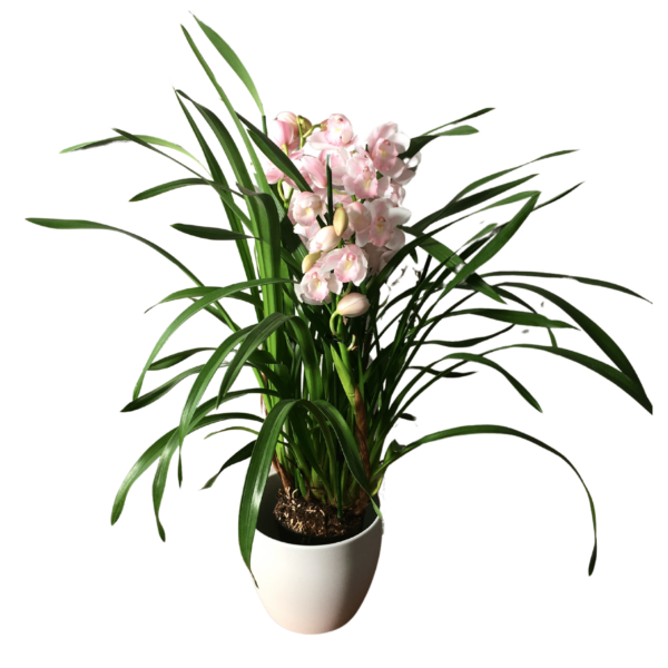 Cymbidium – Csónakorchidea – Cymbidium orchid-4