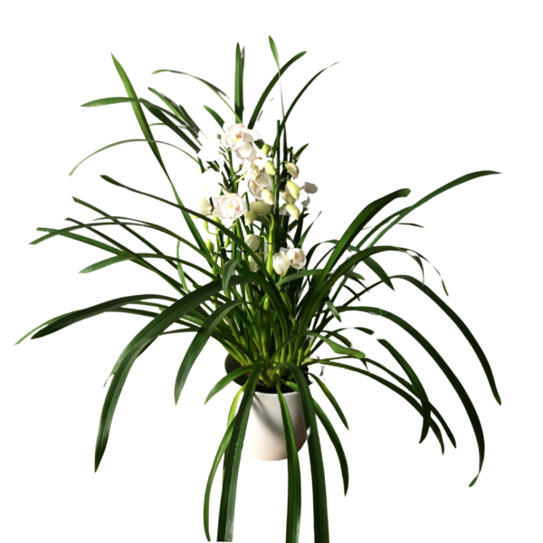 Cymbidium – Csónakorchidea – Cymbidium orchid-5