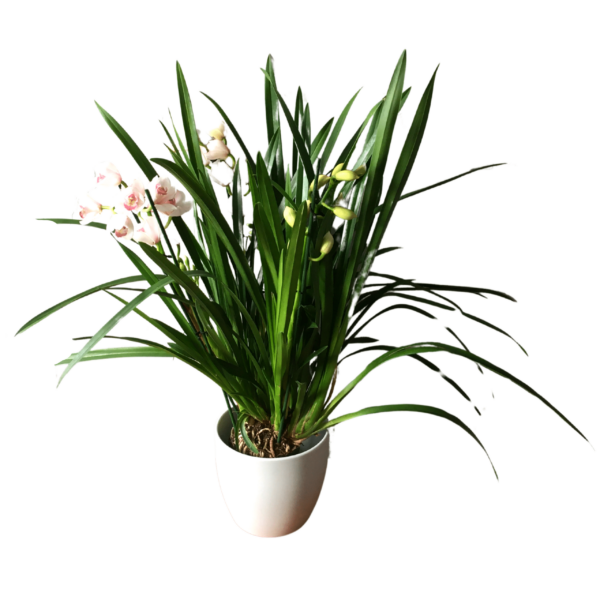 Cymbidium – Csónakorchidea – Cymbidium orchid-6