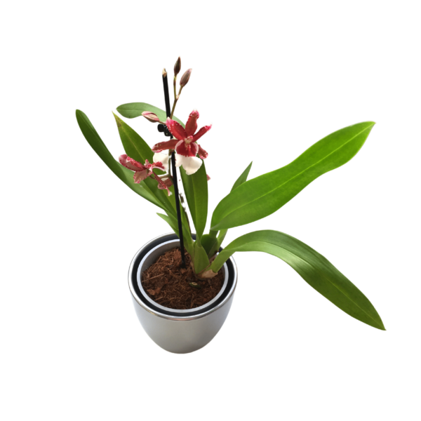 Cambria Orchidea (illatos) 6.