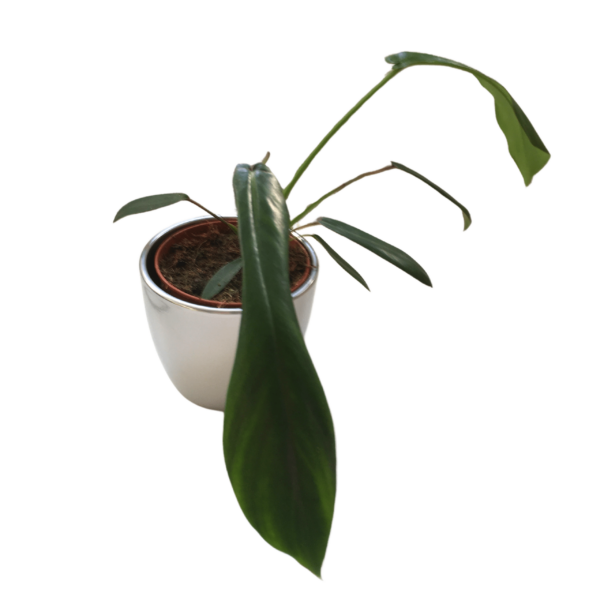 Philodendron Joepii