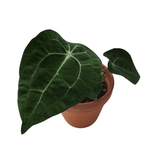 Anthurium Forgetii Silver